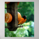 Search for oriole posters Wildlife