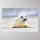 Search for large animal posters Cute