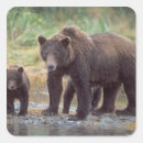Search for grizzly stickers Carnivore