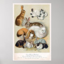Search for vintage rabbit posters Retro
