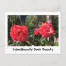 Search for peace rose postcards Nature