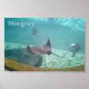 Search for stingray art Aquarium