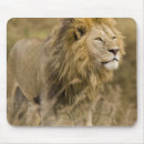 Search for big cat predators mouse mats Africa