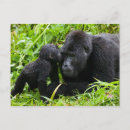 Search for silverback gorilla postcards Wildlife