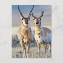 Search for buck postcards Antilocapra americana