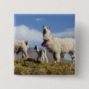 Search for herding square badges Animal