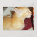 Search for lick postcards Cat