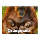 Search for orangutan gifts Nature