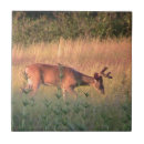 Search for whitetail deer tiles Animal