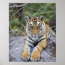 Search for tiger cub posters Animals