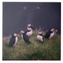Search for atlantic tiles Wildlife