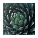 Search for agave tiles Desert