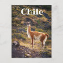 Search for guanaco postcards Chile