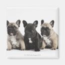 Search for pedigree dog magnets Nature