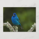 Search for migrating postcards Blue