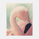 Search for flamingo photography Animals