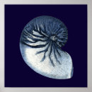 Search for seashell decorations posters Sea shells
