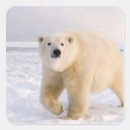 Search for steve stickers Wildlife