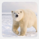 Search for steve stickers Wildlife