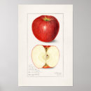 Search for kitchen chef posters Fruit
