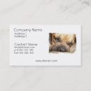 Search for mastiffs Bullmastiff