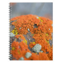 Search for lichens Moss