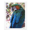 Search for blue feathers posters Animals