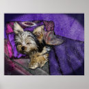 Search for yorkshire terrier posters Yorkie
