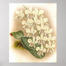 Search for phalaenopsis posters Flowers