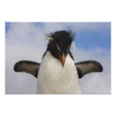 Search for flightless bird posters Penguin