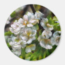 Search for apple round magnets Orchard
