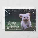 Search for chihuahua christmas cards Dog