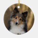 Search for sheltie christmas tree decorations Sable