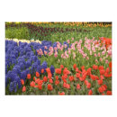 Search for millers posters Flower