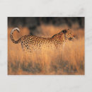 Search for pardus Leopard