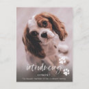 Search for fur postcards Dog