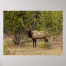 Search for bull elk posters Fall
