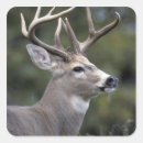 Search for white tail deer stickers Wildlife