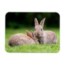 Search for rabbit magnets Young animal