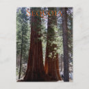 Search for big tree vertical postcards National park