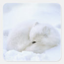 Search for arctic fox stickers Canada
