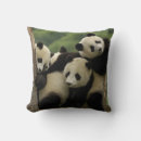 Search for giant panda cushions Sichuan province