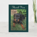 Search for rottweiler puppies cards Puppy
