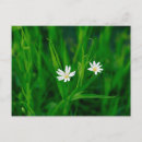 Search for blumen postcards Birthday