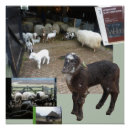 Search for lambs posters Flock of sheep
