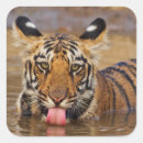 Search for tiger cubs stickers Big cat