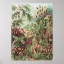 Search for vintage natural history posters Ernst haeckel