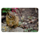 Search for chipmunks magnets Photography
