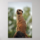 Search for mongoose posters Cute