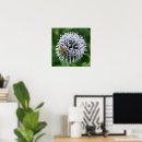 Search for honeybee posters Insects